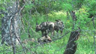 Wild Dogs hunting in Sabi Sands Game Reserve [upl. by Busch]