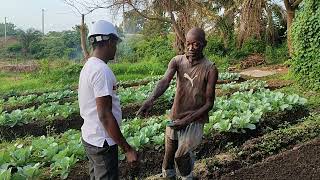 Technique Agricole passage de foupouapouognigni dans un champ en côte divoire vers abengourou [upl. by Nies705]