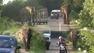 Wild elephant walking along the Habarana main road [upl. by Essilevi]