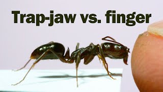 Does the snap of a trapjaw ant hurt [upl. by Locin]