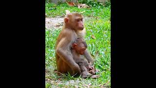 monkey my baby monkey love animals zoo art nature [upl. by Alveta964]