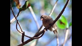 ARALIYIL ORU KILI KONJI PADI ANNERAM ORU SUNDARI ADI [upl. by Eltsirhc]