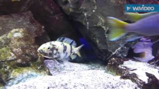 Neochromis omnicaeruleus Makobe WB [upl. by Isola]