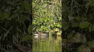 Common Moorhen  Чаротніца birds urbanbirding nature birdwatching [upl. by Aerdno]