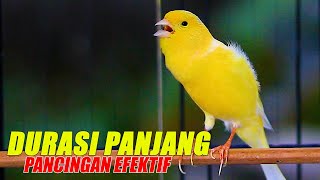 KENARI GACOR DURASI PANJANG EFEKTIF BUAT MEMANCING KENARI PAUD DAN MACET BUNYI CEPAT GACOR [upl. by Pomfrey]