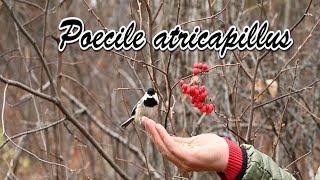 Poecile atricapillus [upl. by Wernher]