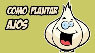 Como Plantar Ajos en Huerto Orgánico  El cultivo paso a paso [upl. by Yaj82]