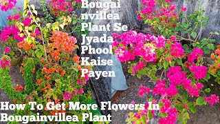 Best Fertilizer for Bougainvillea  How to get more flowers on Bougainvillea Plant [upl. by Corenda]