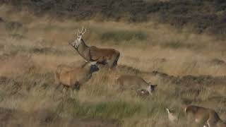 MOORLAND SOUNDSCAPE RED DEER CURLEWS AND SKYLARKS [upl. by Aisena]