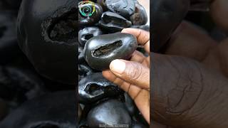 Shaligram sri kurma samundra manthan shaligram shila 💐💐shorts short shortsfeed [upl. by Yrekcaz]