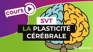 SVT BAC S  La plasticité cérébrale [upl. by Notterb]