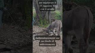 Migliorare il rapporto con il cavalloshorts [upl. by Mya]