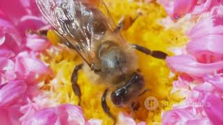 The Buzzing Life of a Honey Bees [upl. by Socha462]