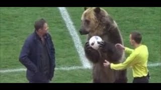 WM 2018 Eklat um Braunbär im russischen Fußball [upl. by Switzer327]