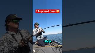 Giant Bass caught on swimbait shorts bassfishing [upl. by Ille138]