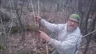 Berry pruning and propagating gooseberry [upl. by Terrill411]