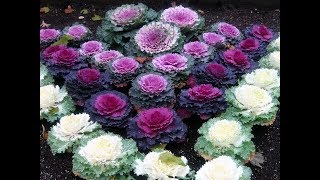 579  How to grow n care Ornamental Cabbage KaleCollards Hindi Urdu 291117 [upl. by Sugden]