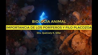 Importancia de los Poríferos Esponjas y Filo Placozoa [upl. by Sosthena526]