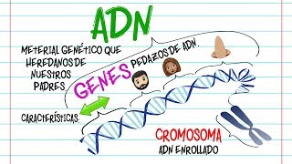 🔬ADN Gen y Cromosoma DIFERENCIAS🔬 Fácil y Rápido  BIOLOGÍA [upl. by Yuille]