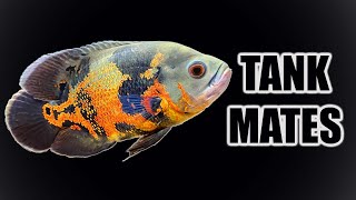 Top 10 Tank Mates for Oscar Cichlids [upl. by Thgiwed]