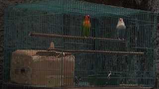 Ramai Kicauan Lovebird Lovebirds Sounds 14 [upl. by Analihp146]