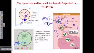 Autophagy [upl. by Noonan]
