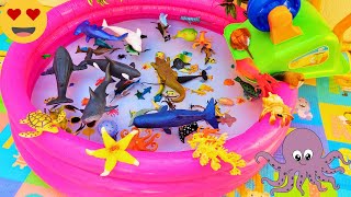 SEA ANIMALS FOR TODDLERS DOLPHIN LOBSTER SQUID CRAB LIONFISH HERMIT CRAB WALRUS AND OTHERS [upl. by Nadnerb]