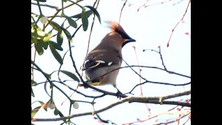 Waxwing in Aldermaston Churchyard 26th January 2024 [upl. by Bork698]