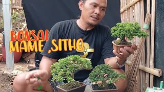 BONSAI MAME SITHO CALON KONTES [upl. by Assenay]