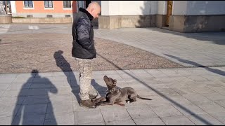 How to train amstaff puppy obedience with 5 months old CORA [upl. by Labaw]