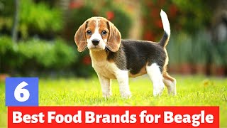 6 Best Dog Foods for Beagles in 2022  Which one is Best for you [upl. by Llehsar563]