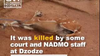 Poor antelope killed for meat at Dzodze in the Volta Region [upl. by Orr]