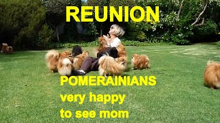 Reunion  POMERANIANS very HAPPY to see mom  Anjula Pomeranians Toypoms [upl. by Llevol970]