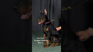 European Doberman Puppies For Sale [upl. by Tullus920]