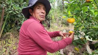 COSECHANDO LAS MANDARINAS MÁS SALUDABLES Y DELICIOSAS 👉😋🍊🍊 [upl. by Naiditch]