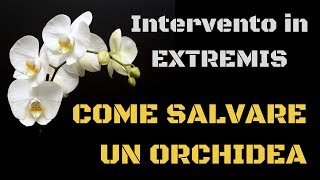 Come salvare unorchidea  tutorial intervento in extremis [upl. by Shell325]