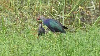 Dancing Moorhen [upl. by Sellihca273]