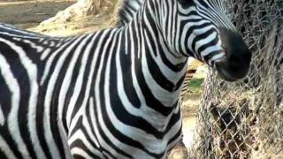 Zebra at Zoo [upl. by Nina]