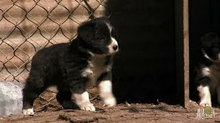 Border Collie Pups Ruffle Some Feathers  Too Cute [upl. by Okram]