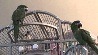 Hahns Macaws Oscar amp Annabelle Talking amp Singing [upl. by Goode]