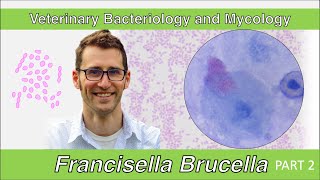 Francisella and Brucella Part 2  Veterinary Bacteriology and Mycology [upl. by Eetse267]