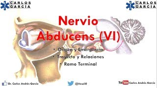 Anatomía  Nervio Abducens Origen y Emergencia Trayecto y Relaciones Ramos [upl. by Yniattirb]