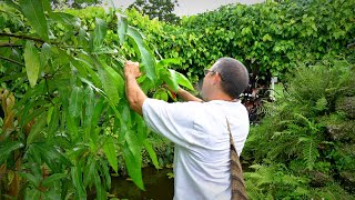 Pruning Mango Trees 101 w Dr Richard Campbell [upl. by Wilie]