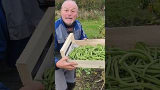 Les haricots verts un légume magique pour le jardin [upl. by Thetis]