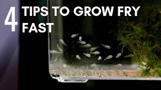 4 Tips to Make Fry Grow Faster Develop to Full Potential [upl. by Ellehc401]