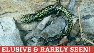 How to find the striking Green Salamander Learn its unique story Part 1 [upl. by Etheline]