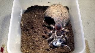 Tarantula Acanthoscurria geniculata vs Mouse [upl. by Hardner953]