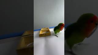 Bird Training  Smart lovebird Parrot  Smart Little Cute Parrot training smartparrot cute [upl. by Mayrim777]