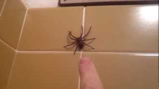 Huntsman Spider Jumps [upl. by Medardas]