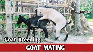 Goat Mating  Goat Breeding  How to Breeding goat  Goat crossing goatmating mating goatbreeding [upl. by Linzy]